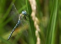 A rare Southern Migrant Hawker Dragonfly, Aeshna affinis, perching on a reed.