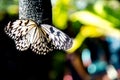 Rare species of black and white butterfly in Simply Butterflies Conservation Center on Bohol island