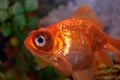 A rare species of goldfish fleece floats in our home aquarium