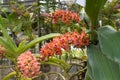The rare species Asian orchid in Chiang Mai, Northern Thailand