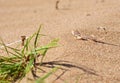 Phrynocephalus ornatus , Striped Toad Agama in desert