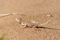 Phrynocephalus ornatus , Striped Toad Agama on desert ground