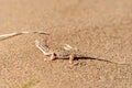 Phrynocephalus ornatus , Striped Toad Agama on desert ground