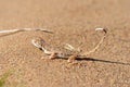 Phrynocephalus ornatus , Striped Toad Agama on desert ground