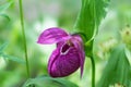 Rare species of wild large-flowered orchid Cypripedium macranthos on a green background