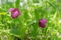 Rare species of wild orchids grandiflora Lady`s Slipper Cypripedium macranthos grows in the forest grass
