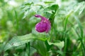 Rare species of wild orchids grandiflora Lady`s Slipper