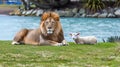 Rare spectacle of lion and lamb living together in tranquil harmony, an exceptional display of peace