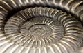 Rare spiral-shaped shell ancient fossil Royalty Free Stock Photo