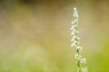 Rare Spiranthes spiralis, commonly known as autumn lady's-tresse Royalty Free Stock Photo