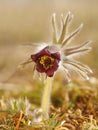 Rare Spring Flower Pulsatilla