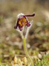 Rare Spring Flower Pulsatilla