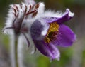 Alpine Spring Flowers