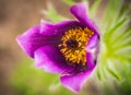 Rare spring flower PulsatÃÂ­lla in the garden near Moscow