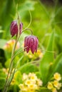 Rare spring flowers of hazel grouse in the Moscow region garden