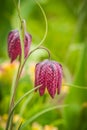 Rare spring flowers of hazel grouse in the Moscow region garden