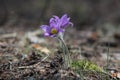 Rare spring flowers - snowdrops pulsatilla patens in a forest glade. Population of Pulsatilla patens is declining. Copy space