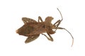 Rare stink bug Royalty Free Stock Photo