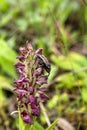 A rare beetle (Brachycerus sinuatus) sits on an orchid (Anacamptis coriophora subsp. fragrans) close-up