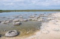 Rare Stromatolites