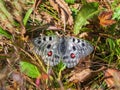 Rare subspecies Apollo butterfly Parnassius Apollo hiding in the autumn brown grass in the highlands. Rare butterfly from Altai