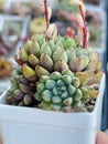 Rare succulent plants, echeveria green surf Royalty Free Stock Photo