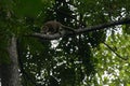 Sulawesi bear cuscus Ailurops ursinus in a tree in Tangkoko National Park, North Sulawesi.