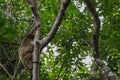 Rare Sulawesi bear cuscus Ailurops ursinus in a tree in Tangkoko National Park, North Sulawesi.