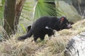 Rare Tasmanian devil (Sarcophilus harrisii)