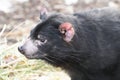 Rare Tasmanian devil (Sarcophilus harrisii)