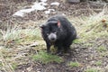 Rare Tasmanian devil (Sarcophilus harrisii)