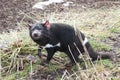 Rare Tasmanian devil (Sarcophilus harrisii)