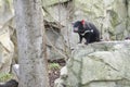 Rare Tasmanian devil (Sarcophilus harrisii)