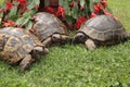 Three rare terrestrial turtles in a garden Royalty Free Stock Photo