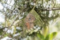 The Rare, Threatened, & Endemic Female Usambara Double-collared Sunbir