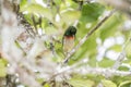 The Rare, Threatened, & Endemic Male Usambara Double-collared Sunbird