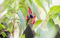 The Rare, Threatened, & Endemic Male Usambara Double-collared Sunbird