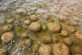 Rare thrombolites at Lake Clifton West Australia