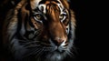 rare tiger subspecies that inhabits. Close-up detail portrait of tiger, Beautiful face of tiger