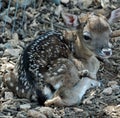 Small camouflage fawn on the floor Royalty Free Stock Photo