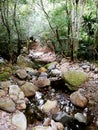 The Falls walk@ Minnamurra RainforestÃÂ in Budderoo National Park Royalty Free Stock Photo