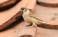A rare Tree Sparrow Passer montanus perching on a tiled roof with a beak full of insects for its babies in the UK. It is nestin Royalty Free Stock Photo