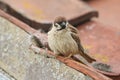 A rare Tree Sparrow Passer montanus perching on the tiled roof of a building in the UK. It has its nest under the tiles.