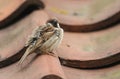 A rare Tree Sparrow Passer montanus perching on the tiled roof of a building in the UK. It has its nest under the tiles.