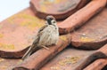 A rare Tree Sparrow Passer montanus perching on the tiled roof of a building in the UK. It has its nest under the tiles.