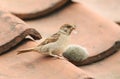 A rare Tree Sparrow Passer montanus perching on the tiled roof of a building in the UK. It has its nest under the tiles.