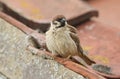 A rare Tree Sparrow Passer montanus perching on the tiled roof of a building in the UK. It has its nest under the tiles.