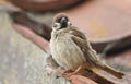 A rare Tree Sparrow Passer montanus perching on the tiled roof of a building in the UK. It has its nest under the tiles.