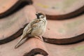 A rare Tree Sparrow Passer montanus perching on the tiled roof of a building in the UK. It has its nest under the tiles.