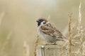 A rare Tree Sparrow, Passer montanus, perching on a wooden fence post. Royalty Free Stock Photo